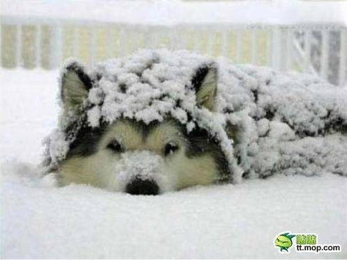 吃瓜网每日大赛困困狗,吃瓜网每日大赛的萌宠明星